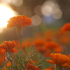 花　４６