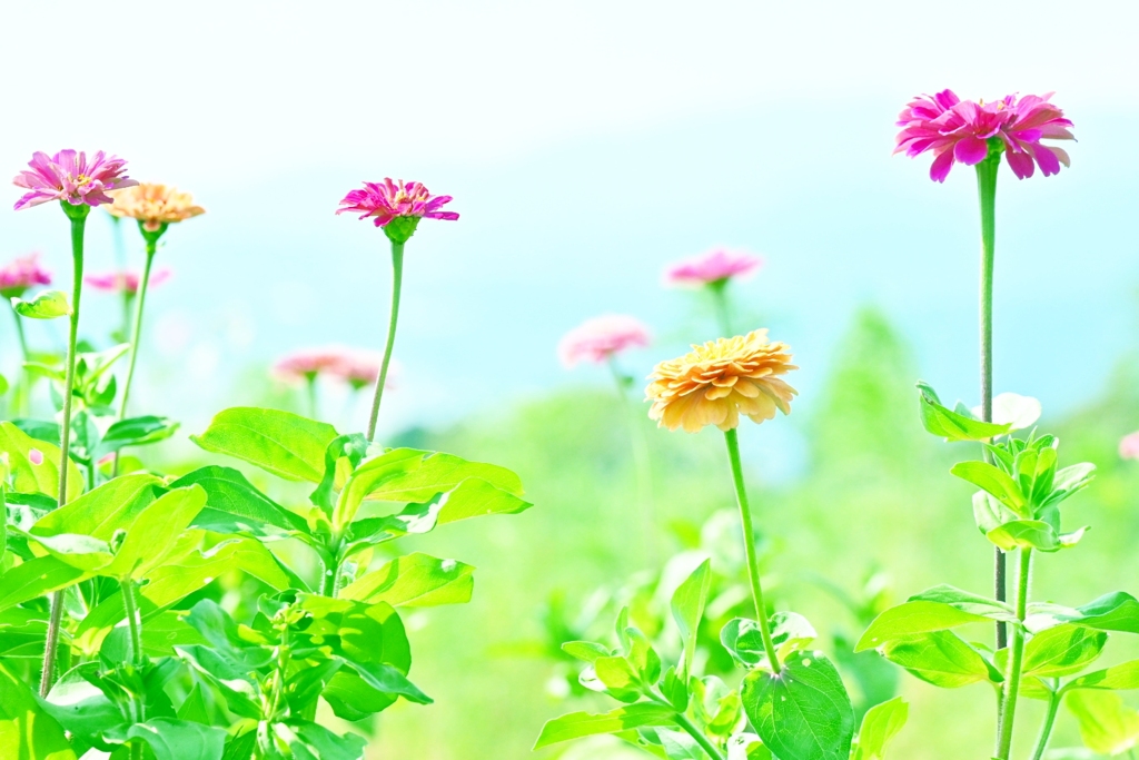 花0６