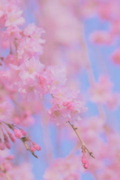 桜12