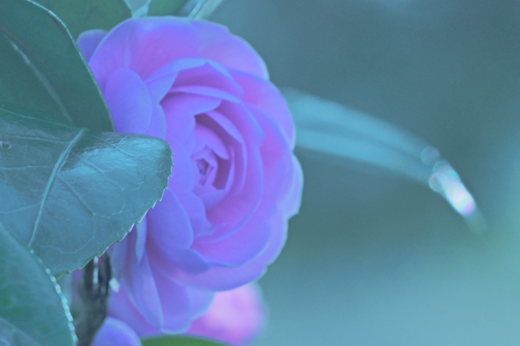 花　37