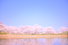 桜08