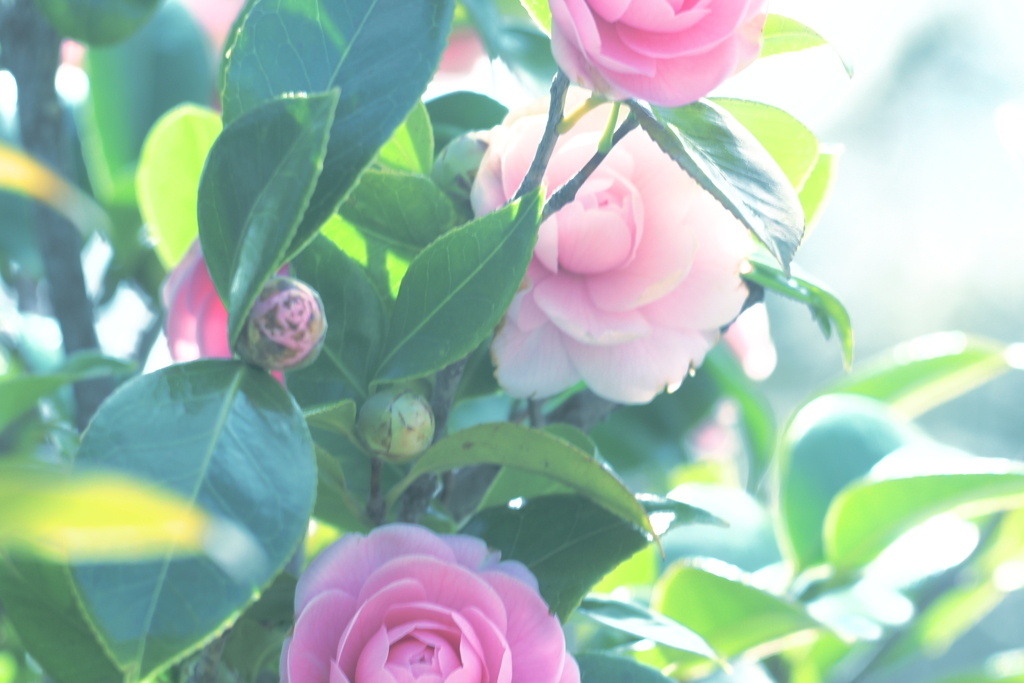 花　32