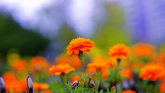 花　６３