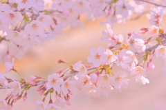 桜07