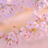 桜07