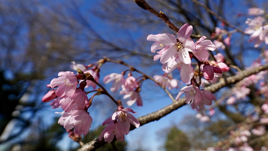 枝垂れ桜