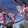 枝垂れ桜