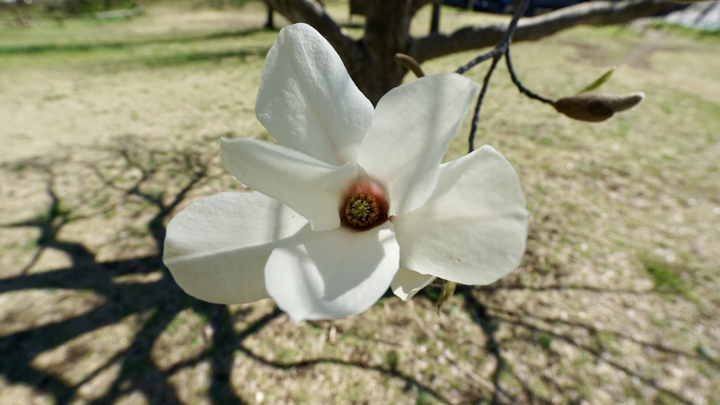 白木蓮の花