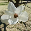 白木蓮の花