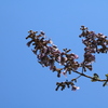 桐の花