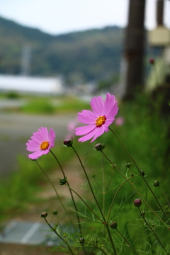 春風と秋桜