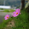 春風と秋桜