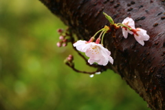 春雨