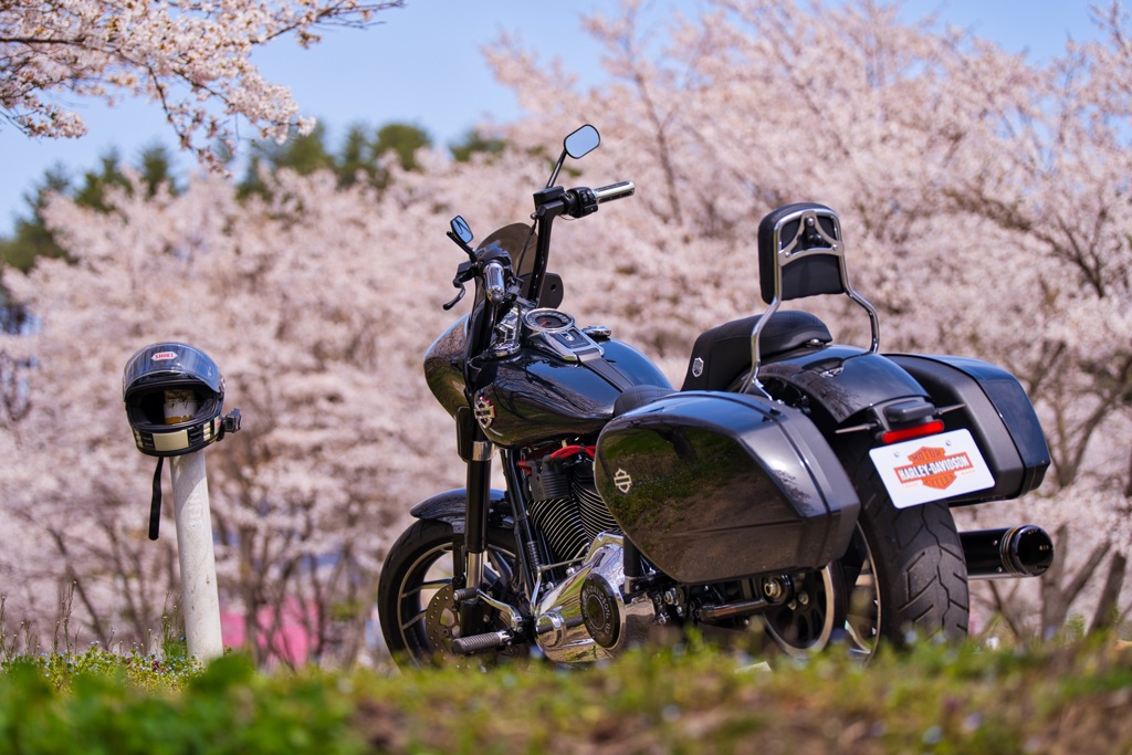 桜とハーレー