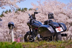 桜とハーレー