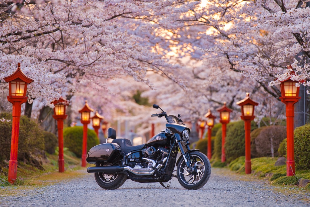 桜並木と愛車