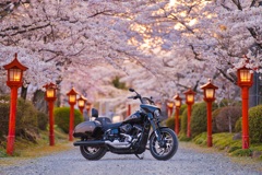 桜並木と愛車