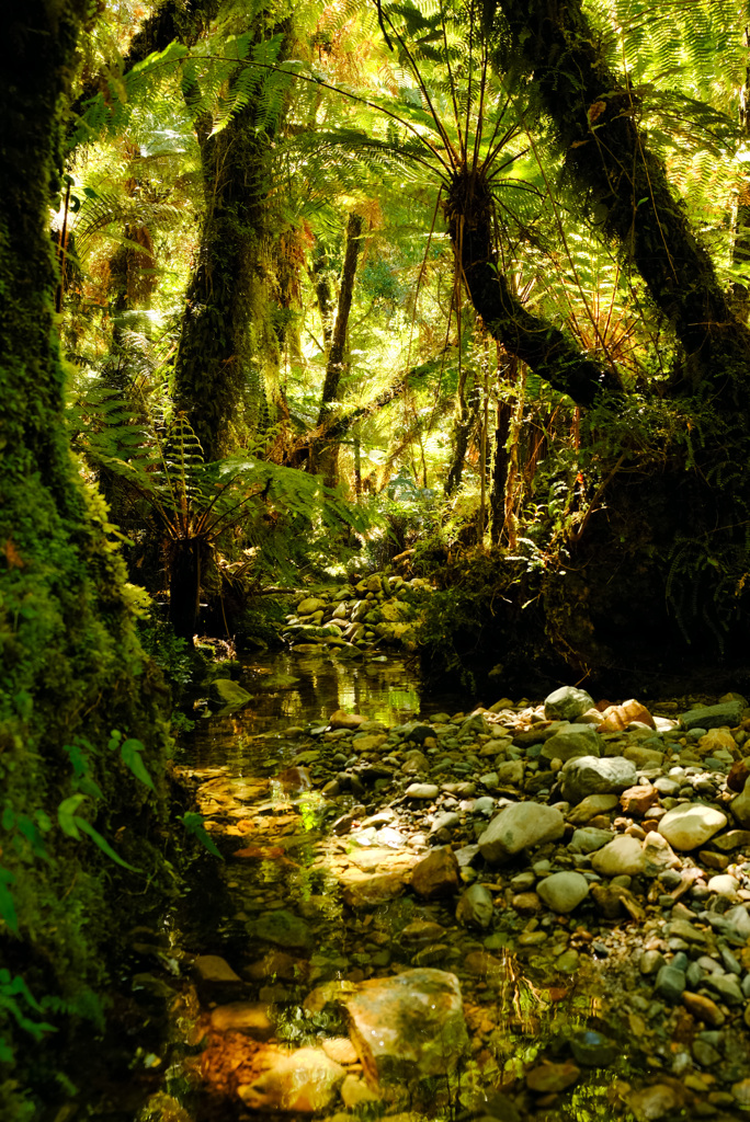 New Zealand Forest 