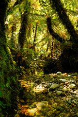 New Zealand Forest 