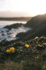 Shelly beach 