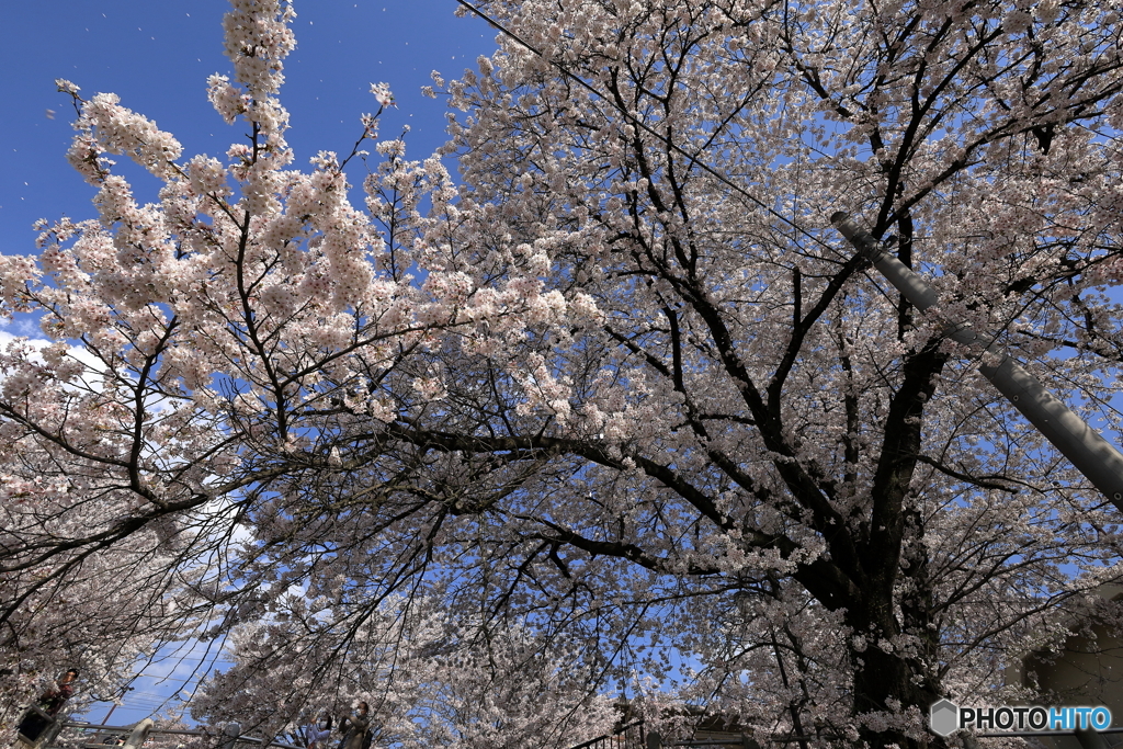 甚六桜①