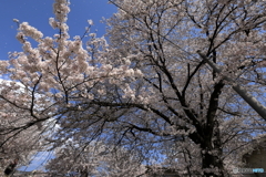 甚六桜①
