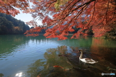 紅葉と白鳥