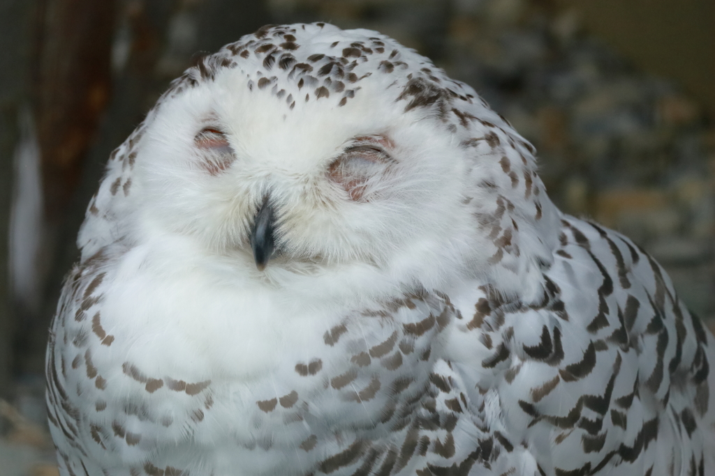 眠い