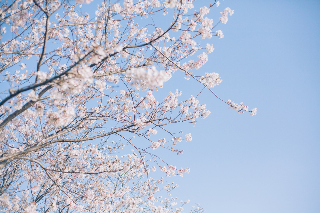 朝の桜並木