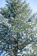 _MG_0160