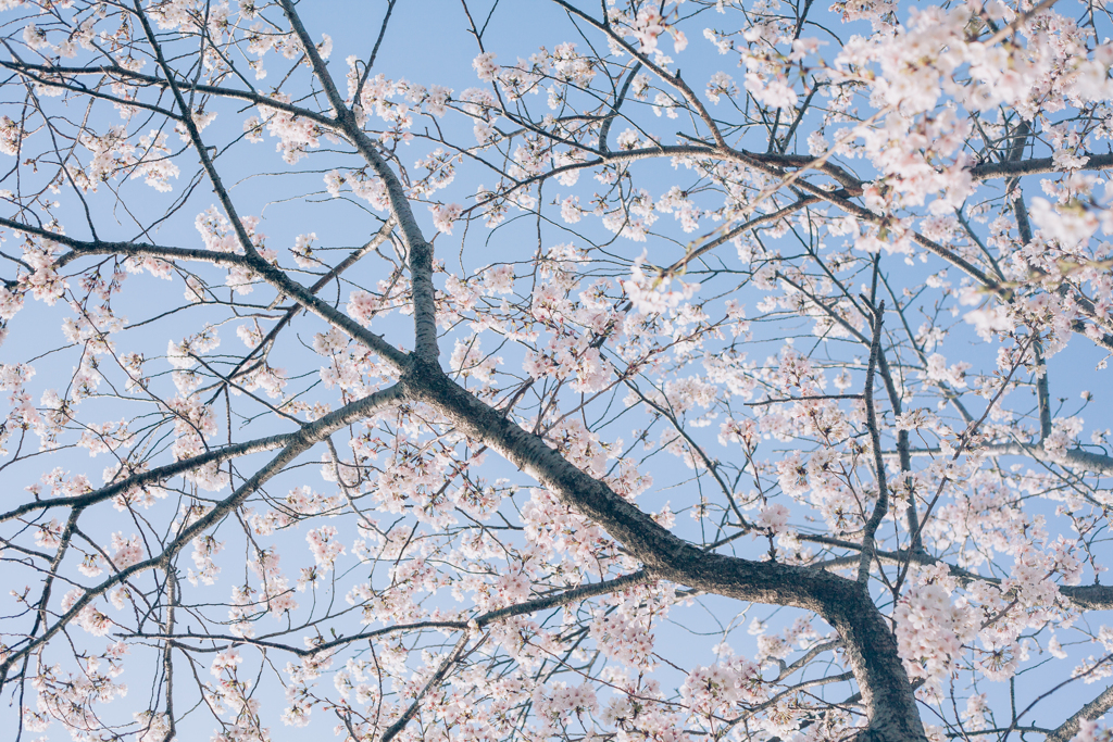 朝の桜並木