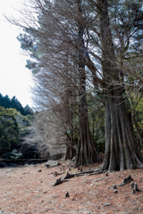 湖のあるキャンプ場