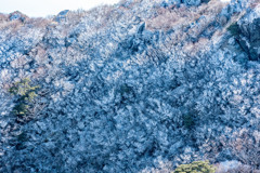 普賢岳霧氷