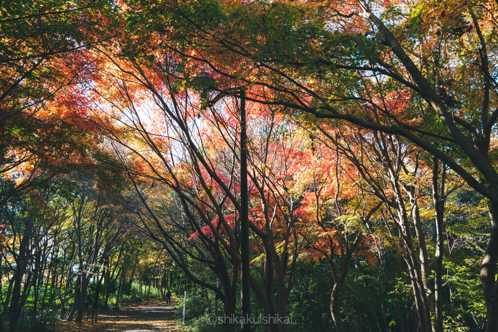 秋色散歩