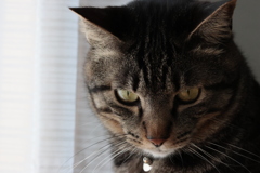 イケメン猫さん
