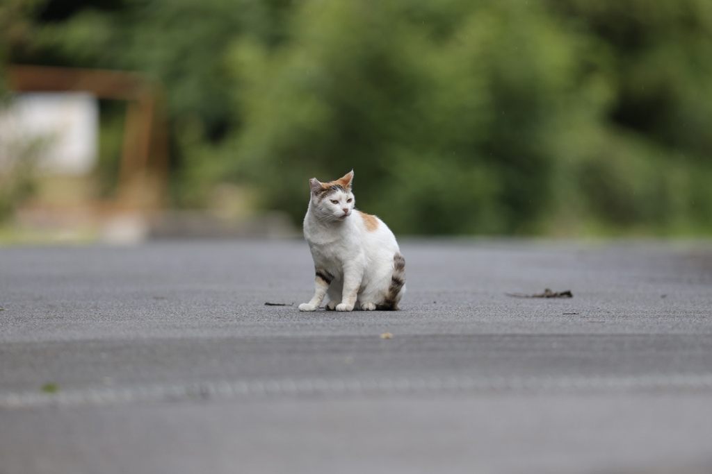 野良猫