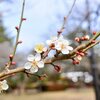 榴岡公園(つつじがおかこうえん)の梅