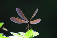 夏休み4