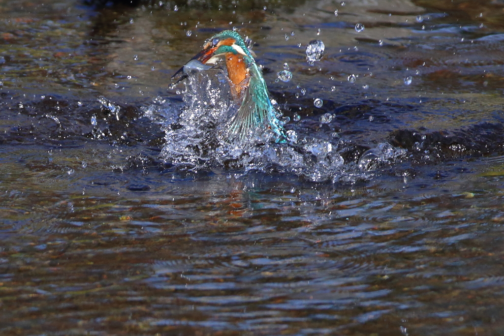 ５回目のダイブでようやく