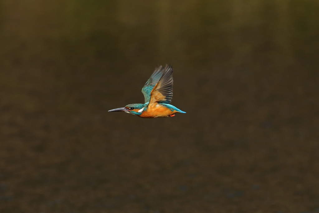 Flyby←