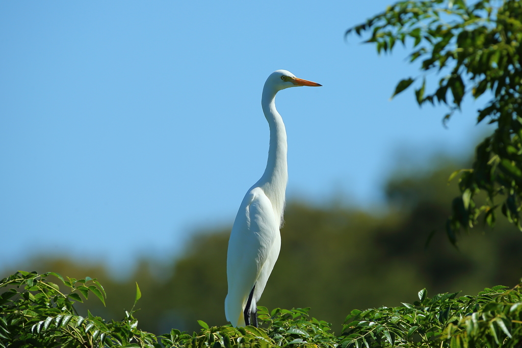 少し涼しいい朝