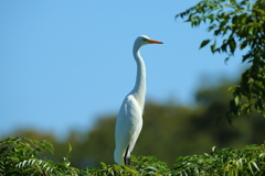 少し涼しいい朝