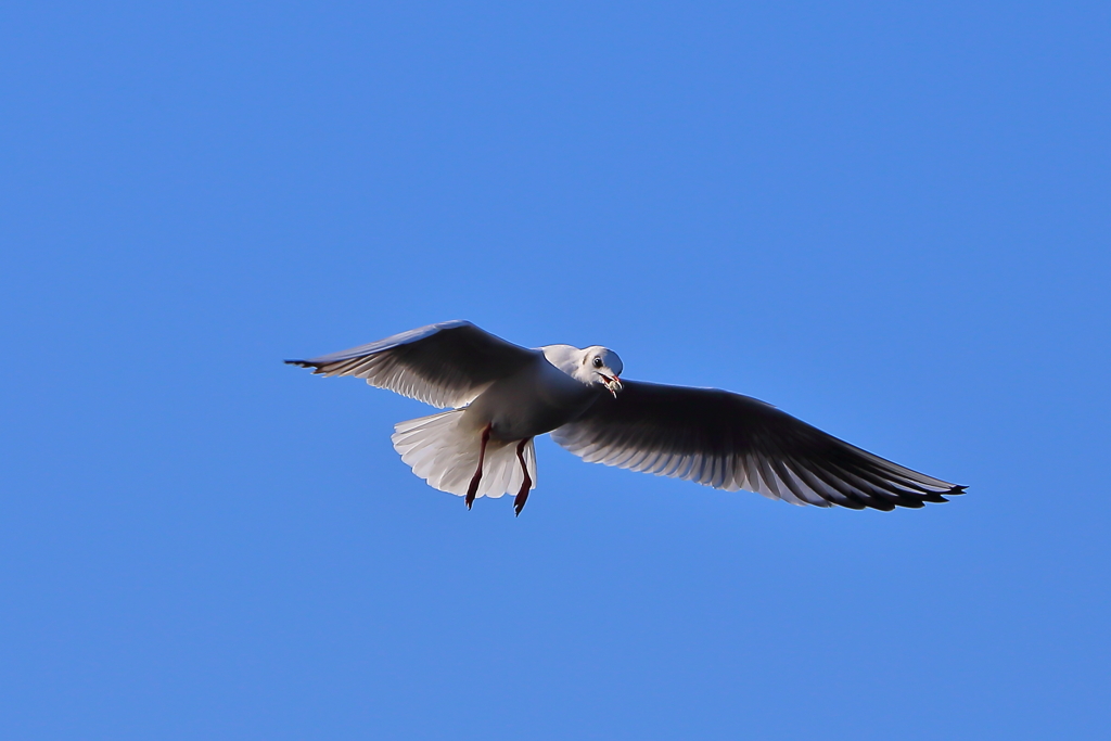 ナイスキャッチ