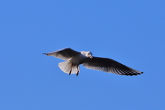 ナイスキャッチ