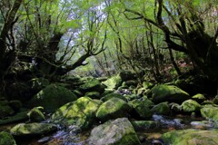 苔の川