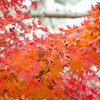 紅葉の見納め