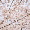 さくら
