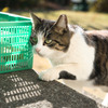 真剣な猫