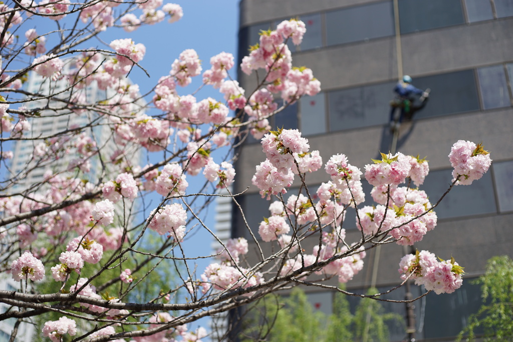 八重桜