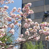 八重桜